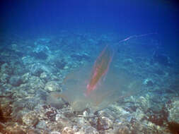 Image of vitreous lobate comb-jelly