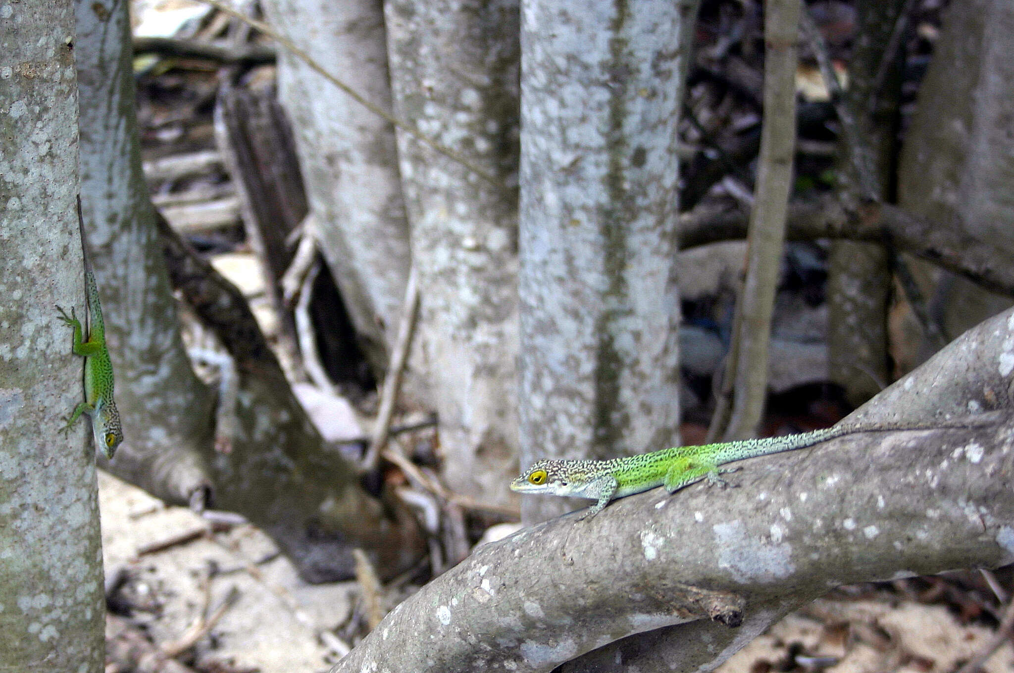 Image of Leach's Anole