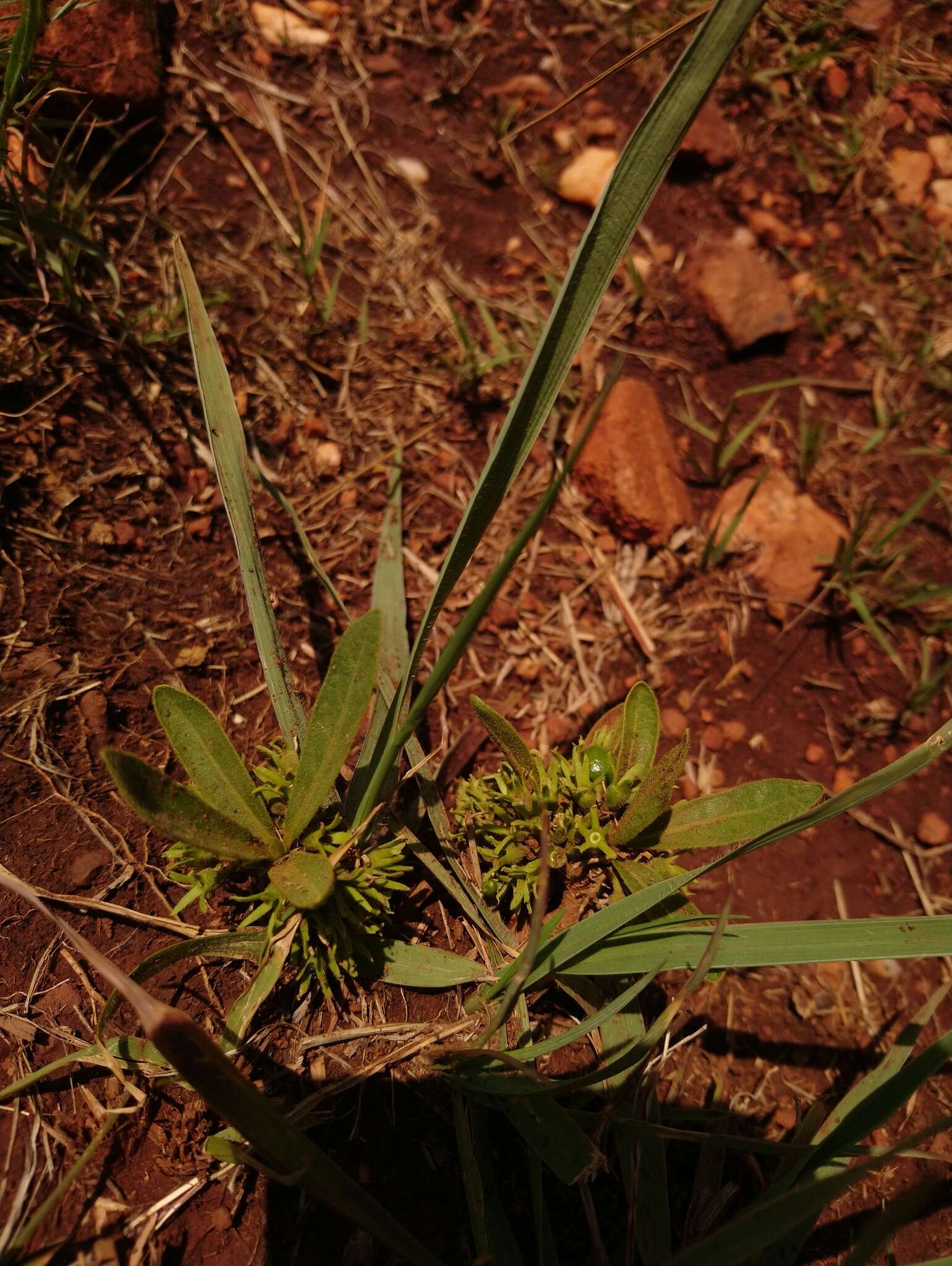 Image of Dwarf medlar