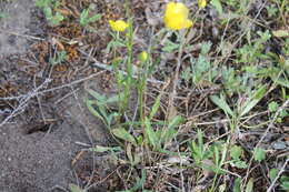 صورة Ranunculus pedatus Waldst. & Kit.