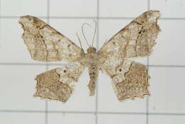 Image of Semiothisa emersaria Walker 1861