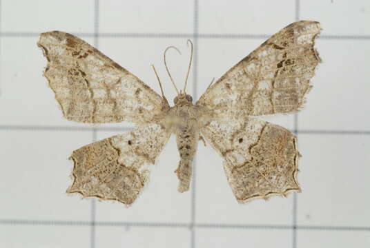 Image of Semiothisa emersaria Walker 1861