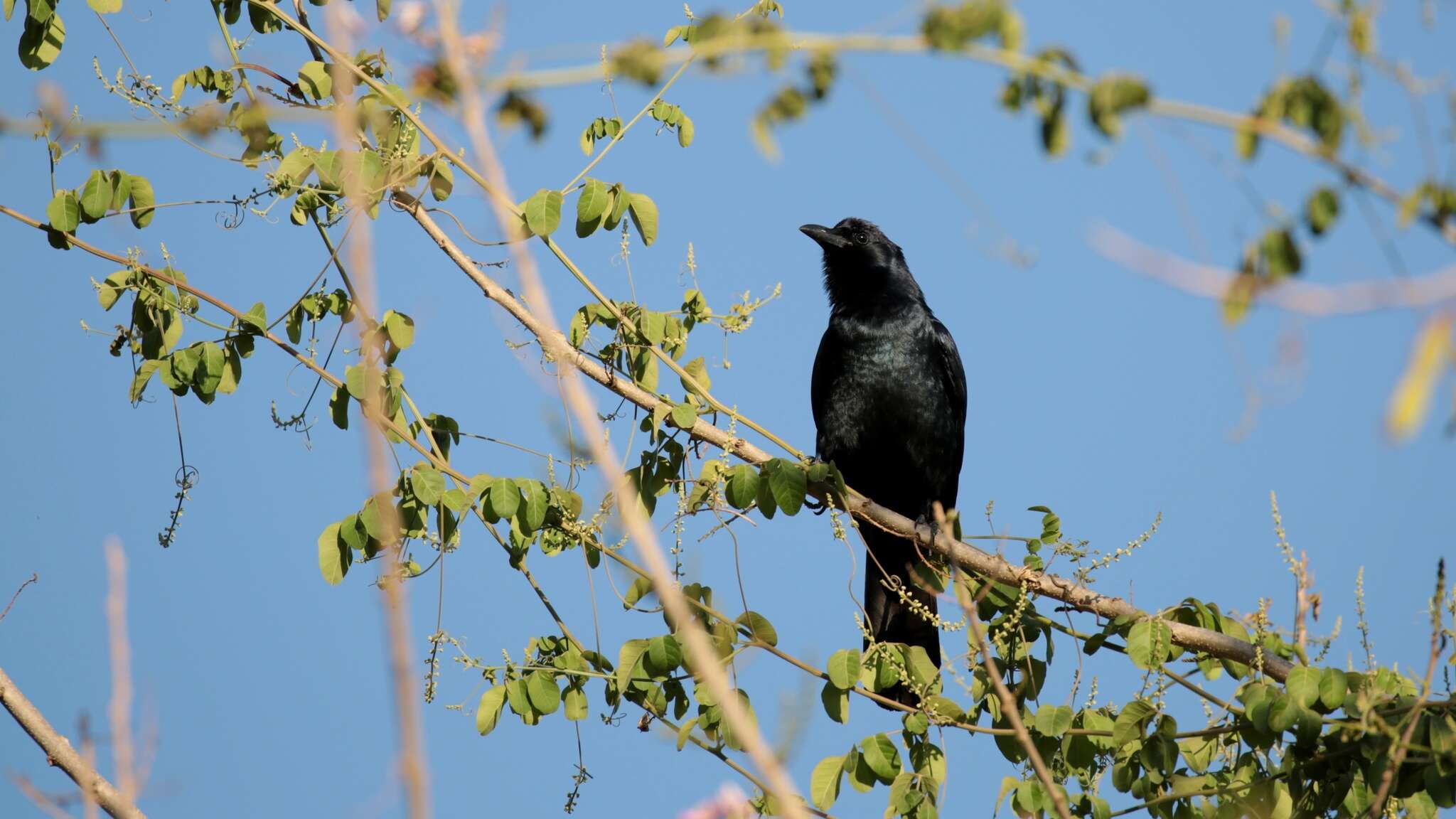 Imagem de Corvus sinaloae Davis & LI 1958