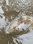 Image of Starry Flounder