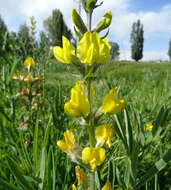 صورة Thermopsis turkestanica Gand.