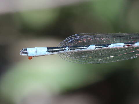 Image of Hagen's Bluet