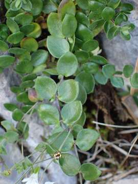 Image of Arenaria bertolonii Fiori