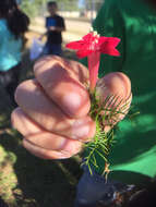 Image of Cypress Vine