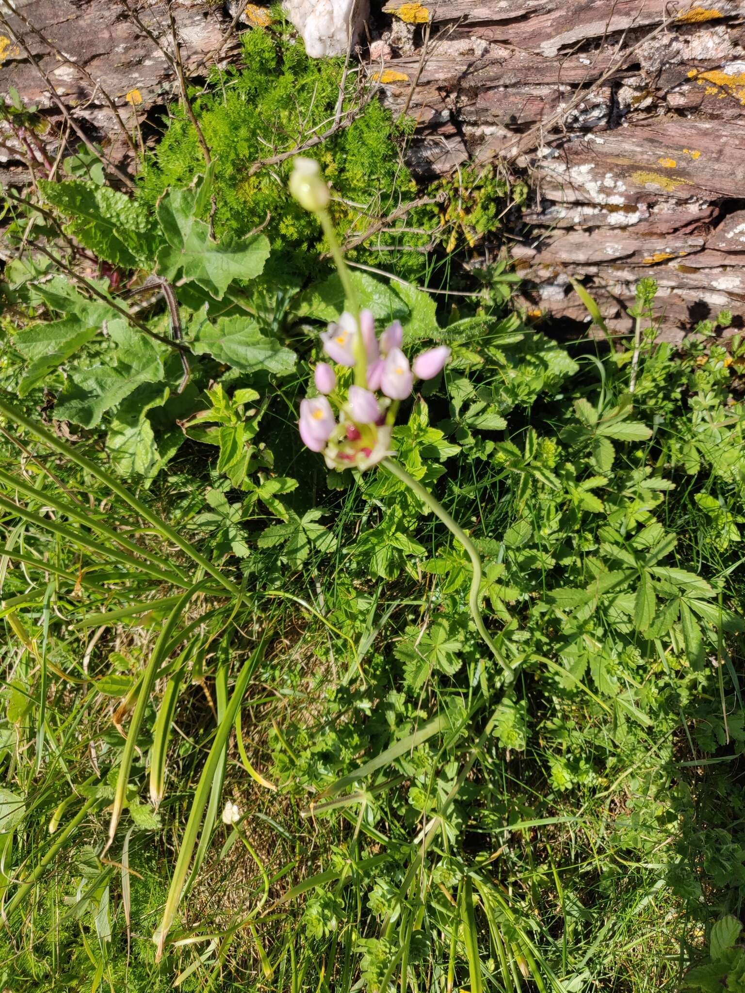 Image of Allium roseum L.