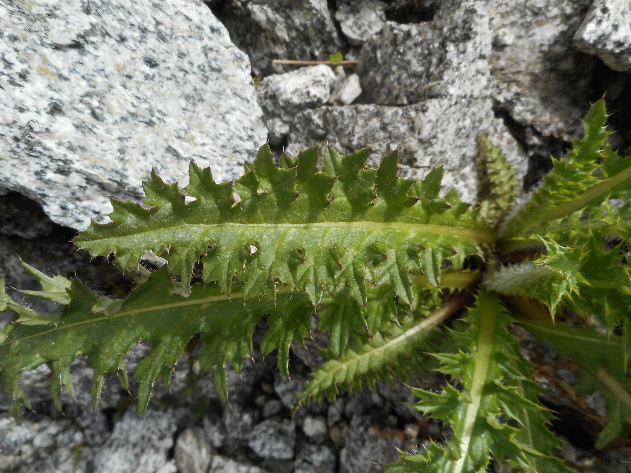 Image of Spiniest Thistle