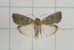 Image of <i>Spodoptera cilium</i> Guenée 1852