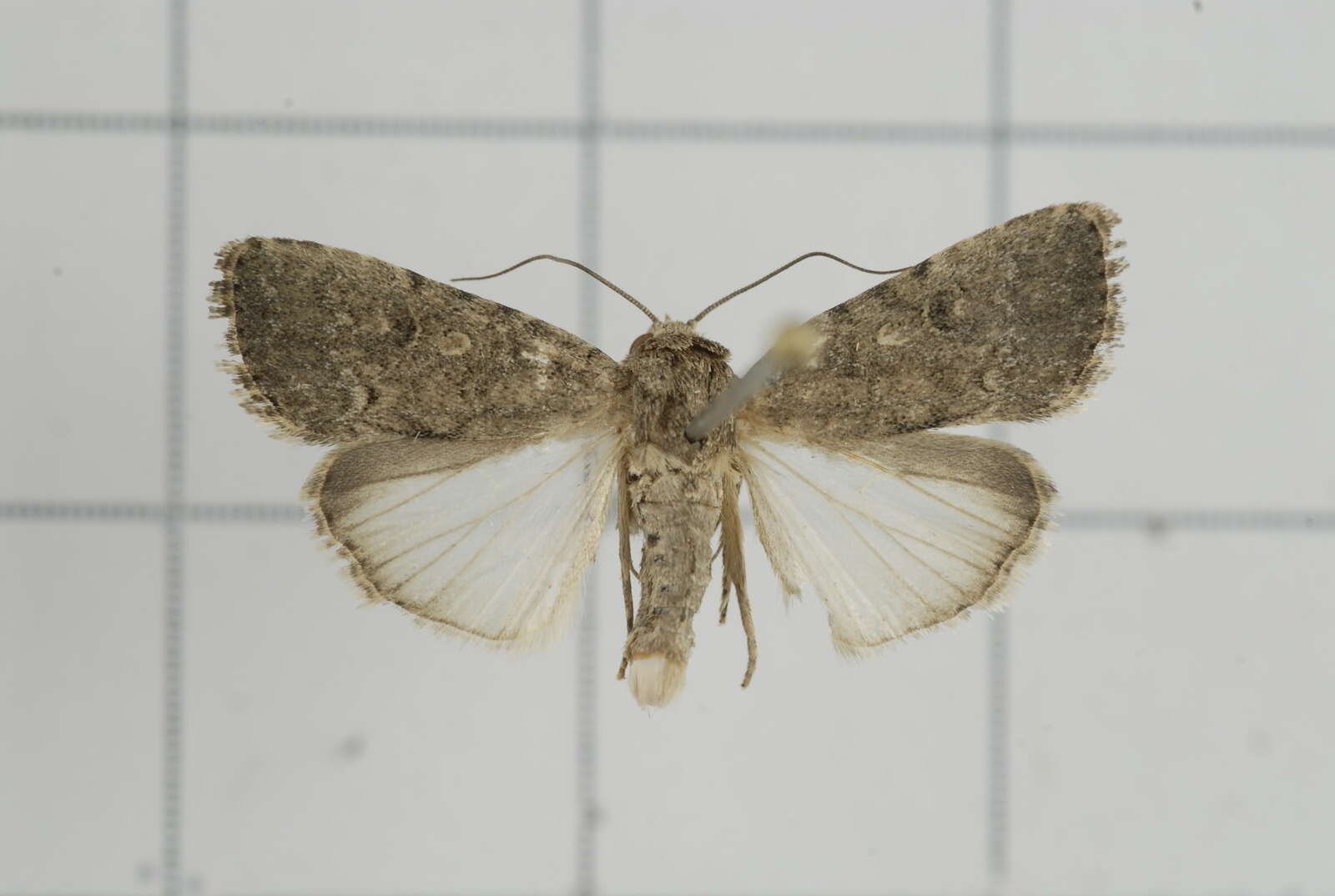 Image of Spodoptera cilium Guenée 1852