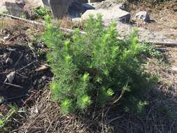 Image of Artemisia capillaris Thunb.