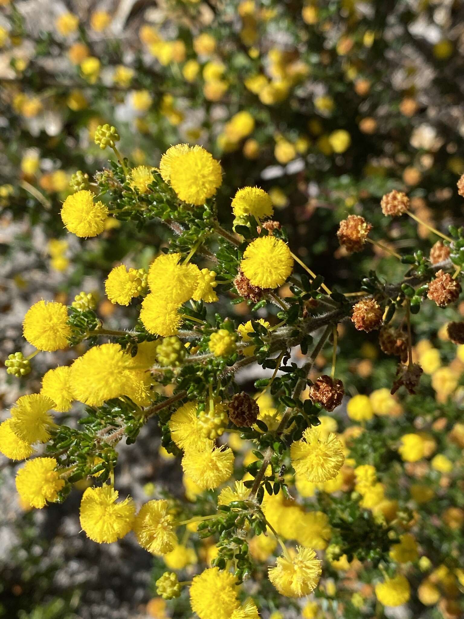 Image of Acacia browniana H. L. Wendl.