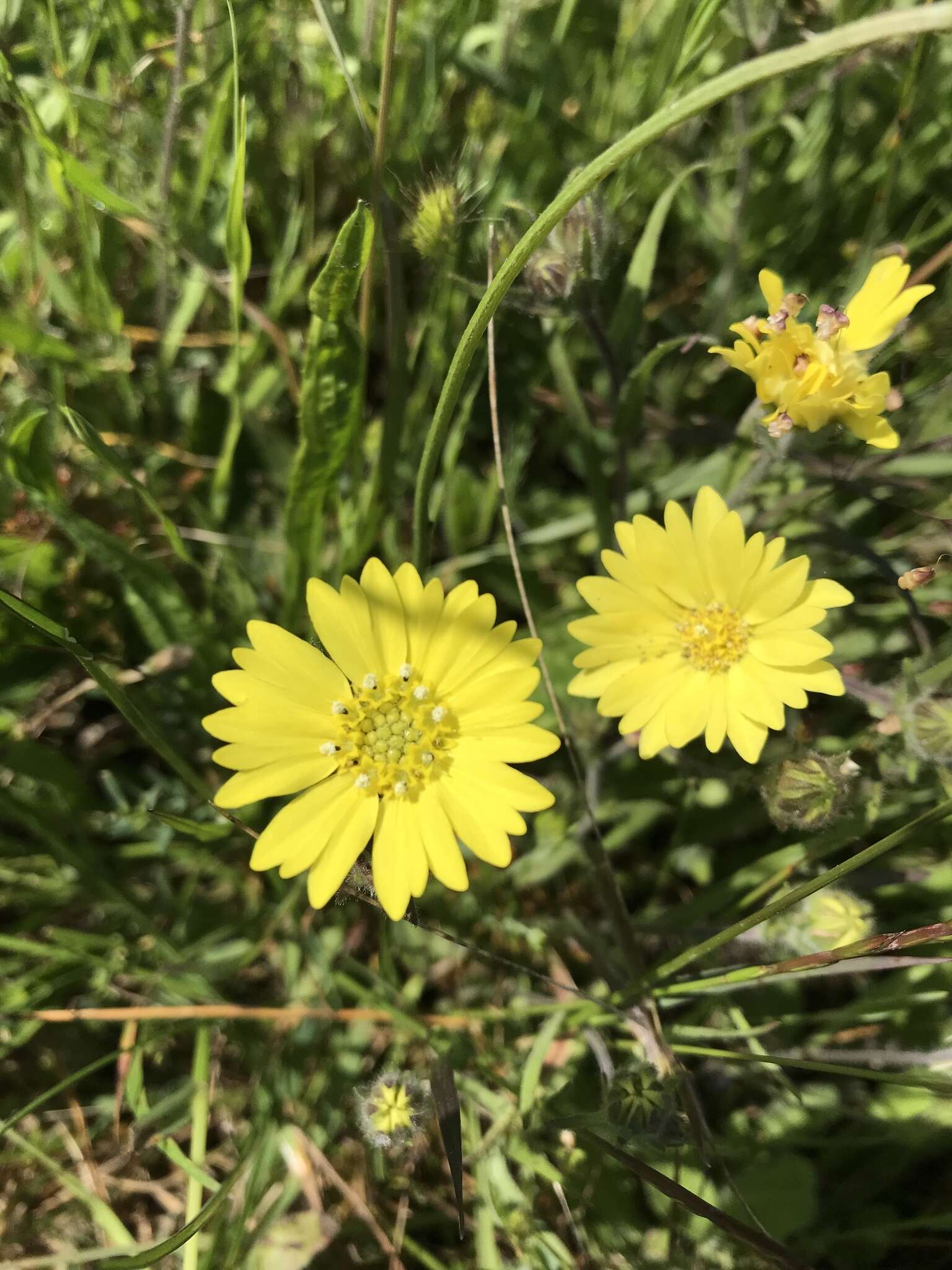 Image of hayfield tarweed