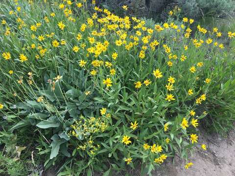 Image of oneflower helianthella