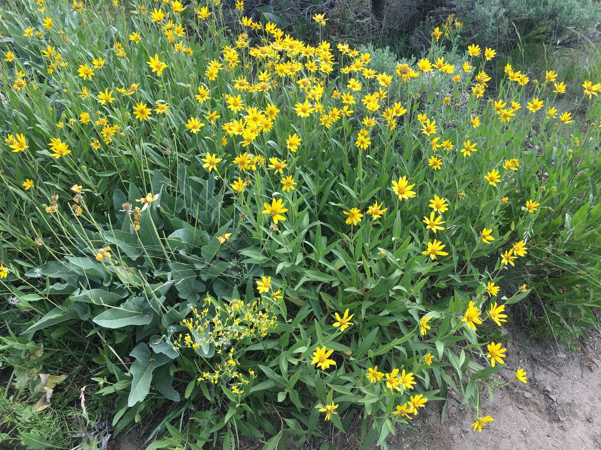 Sivun Helianthella uniflora (Nutt.) Torr. & A. Gray kuva