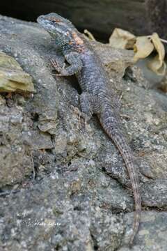 Image of Sceloporus torquatus binocularis Dunn 1936