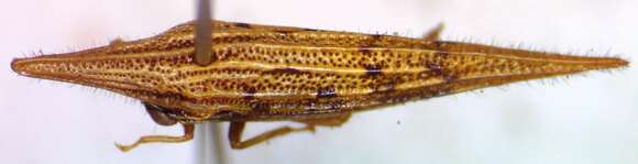 Image of Polyglypta costata Burmeister