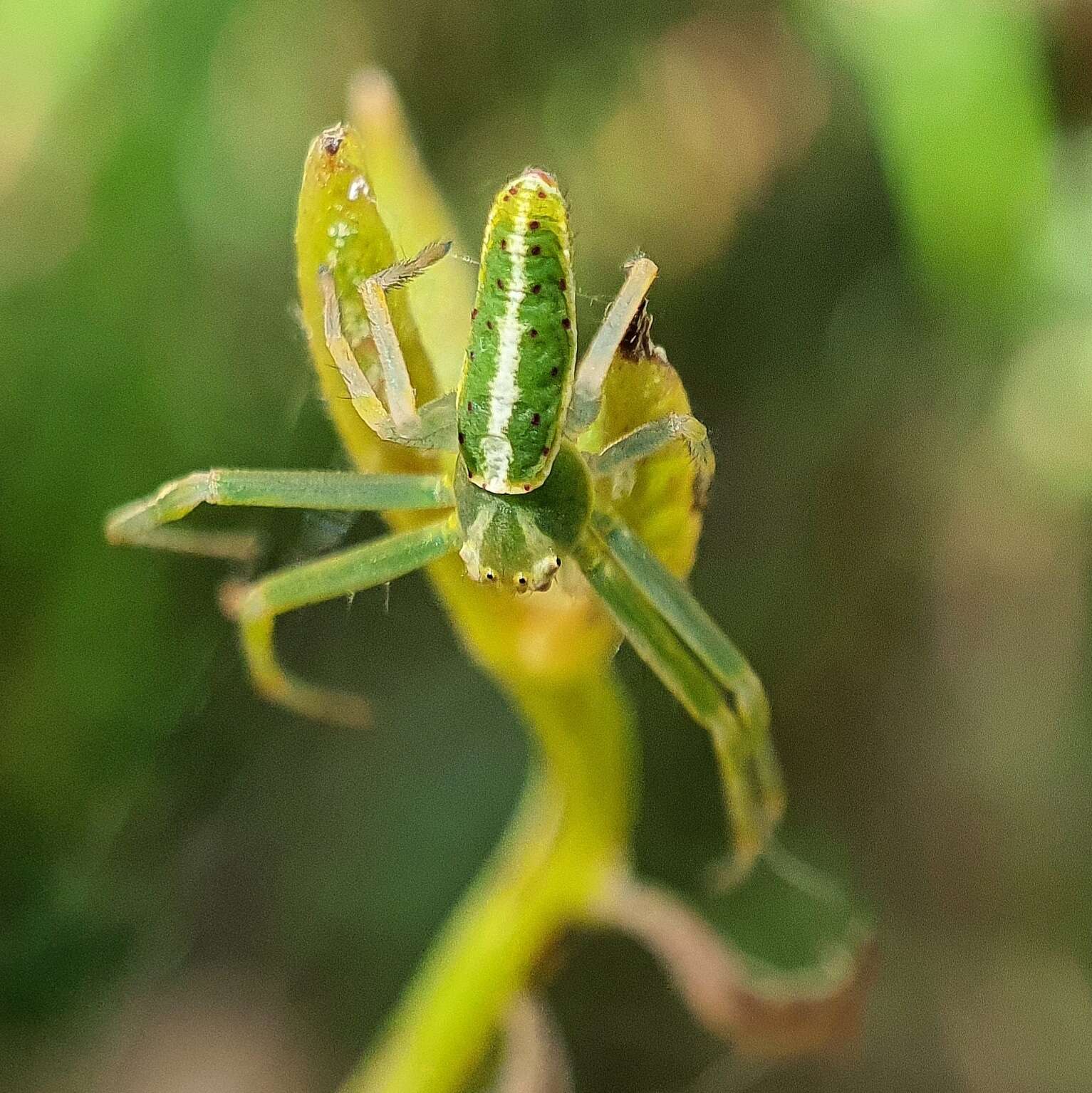 Sivun Cetratus circumlitus (L. Koch 1876) kuva