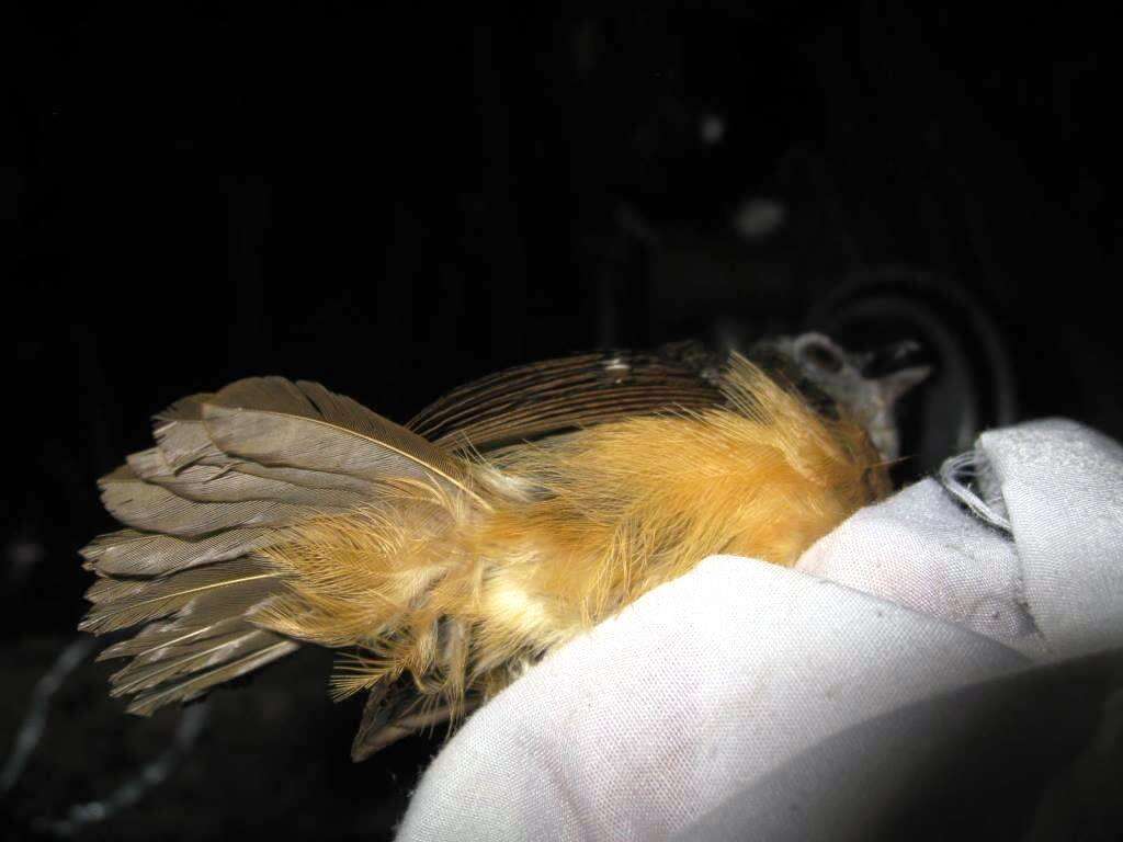 Image of Horsfield's Babbler