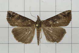 Image of Hypena tristalis