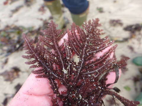 Image of Dense Sea Fern