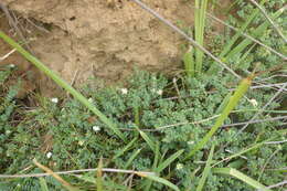 Image of Pimelea prostrata (J. R. & G. Forst.) Willd.