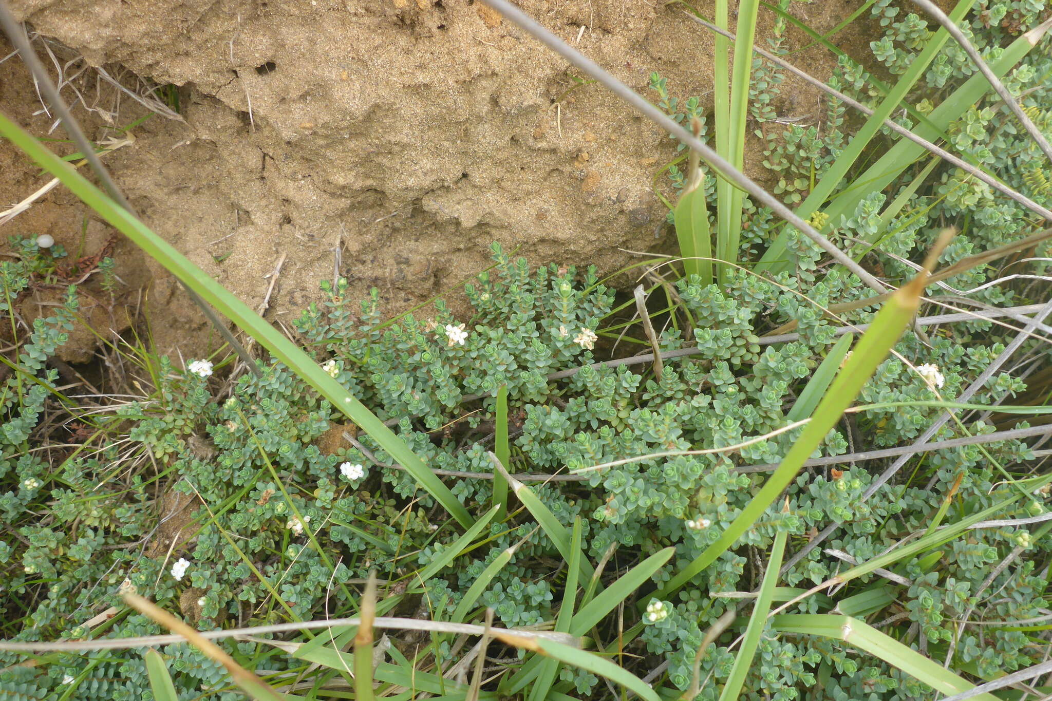 Image of Pimelea prostrata (J. R. & G. Forst.) Willd.