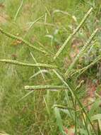 Image of Hairy-Seed Crown Grass