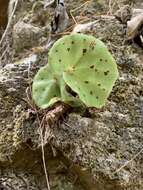 Image of Begonia motozintlensis Burt-Utley & Utley