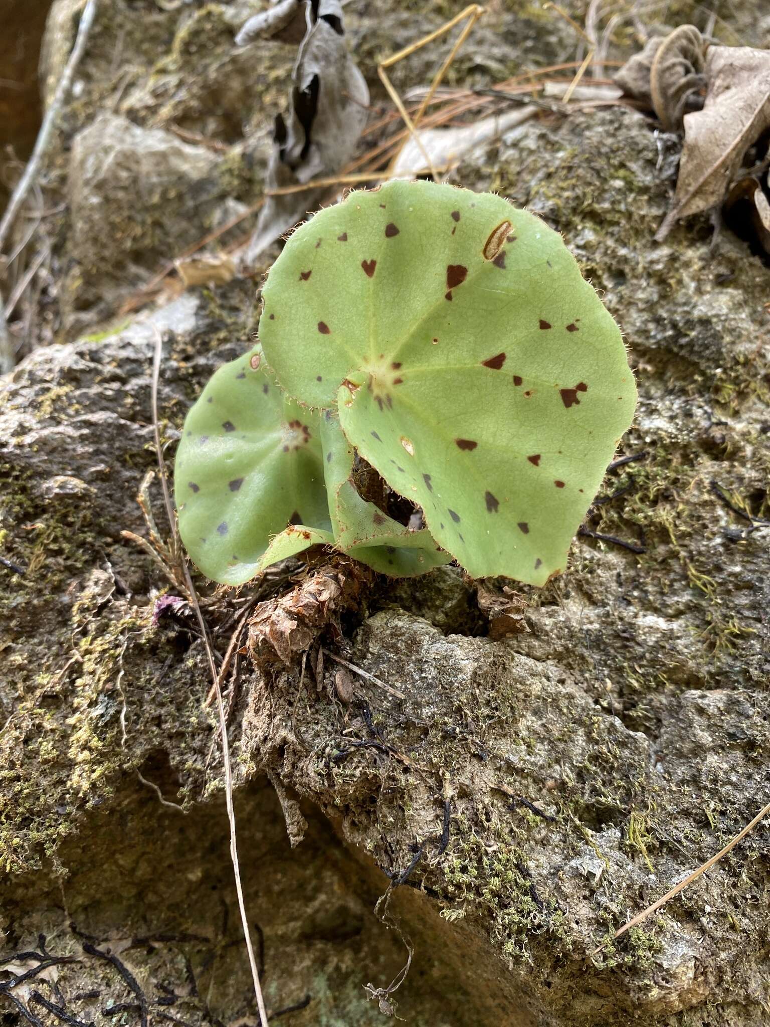 Image of Begonia motozintlensis Burt-Utley & Utley