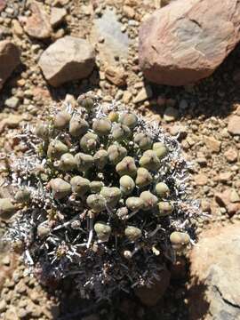 Imagem de Euphorbia decepta N. E. Br.