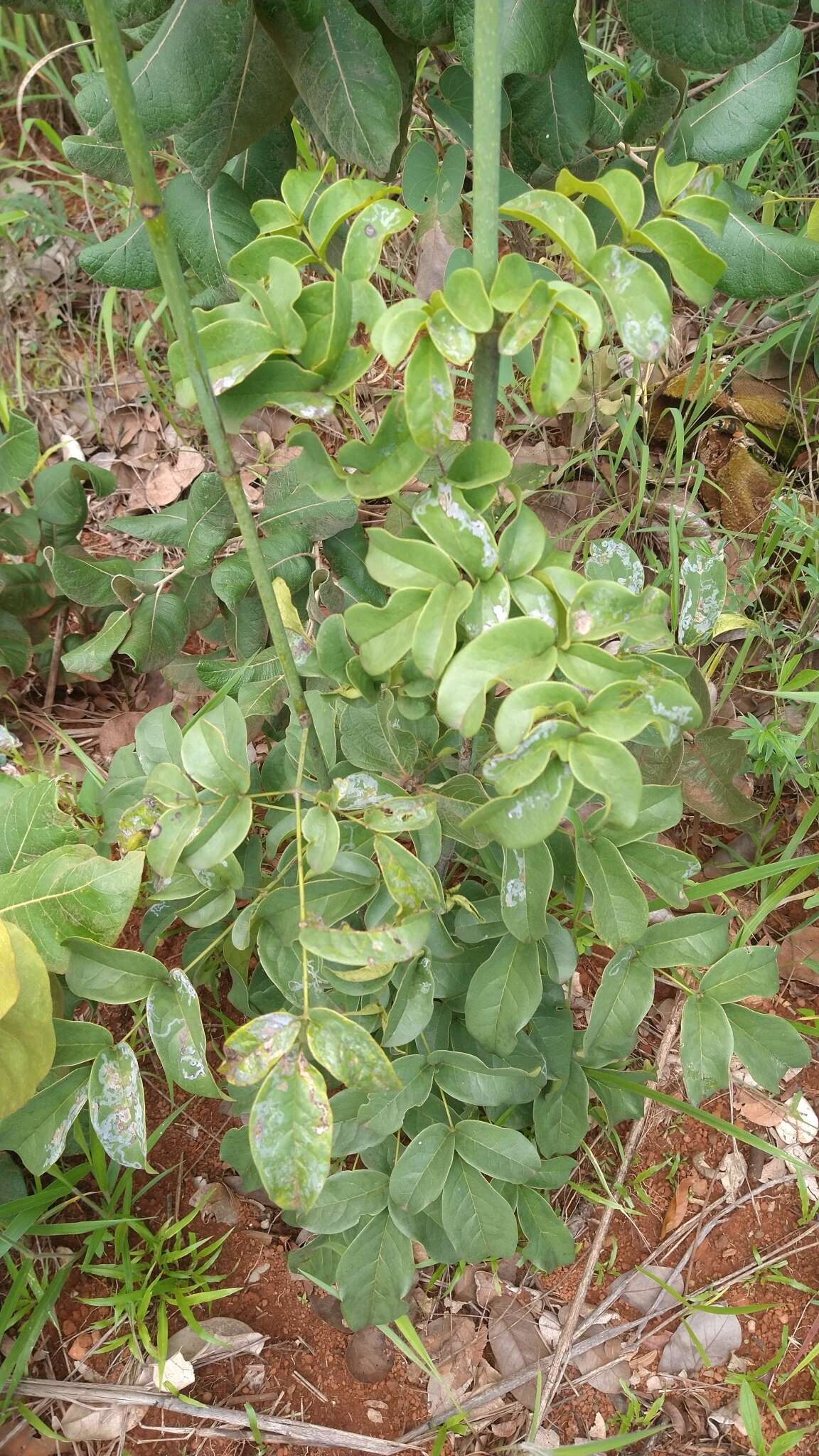 Image de Adenocalymma pedunculatum (Vell.) L. G. Lohmann