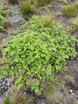 Imagem de Pelargonium tomentosum Jacq.