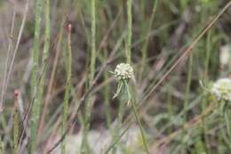 Eryngium longifolium Cav. resmi