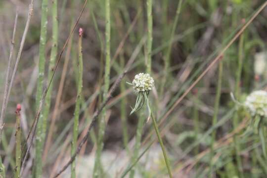 Image de Eryngium longifolium Cav.