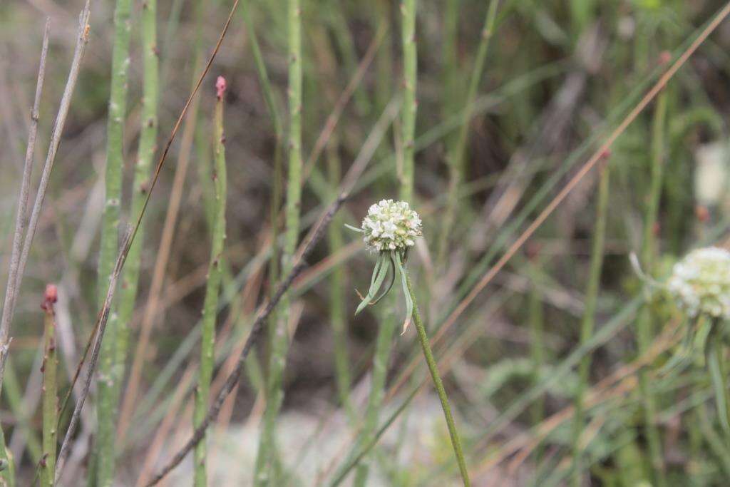 Imagem de Eryngium longifolium Cav.