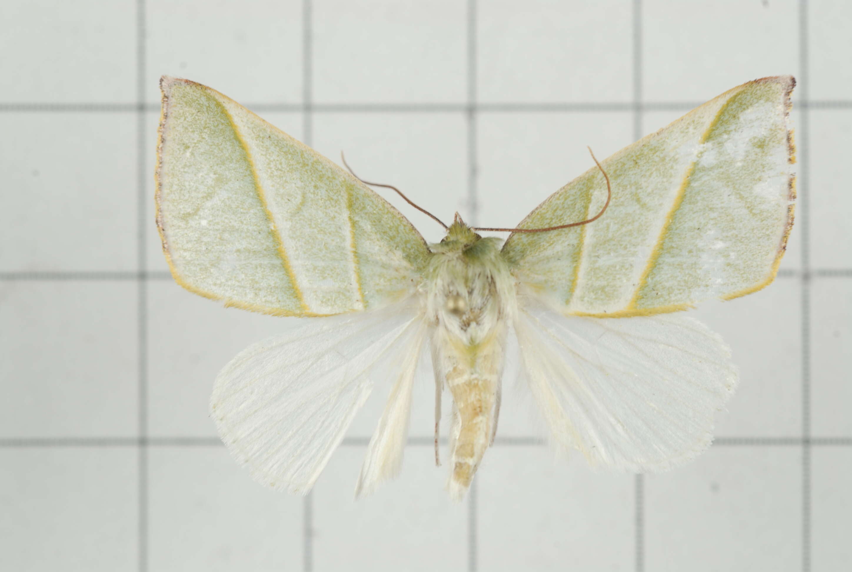 Image of Hylophilodes tsukusensis Nagano 1918