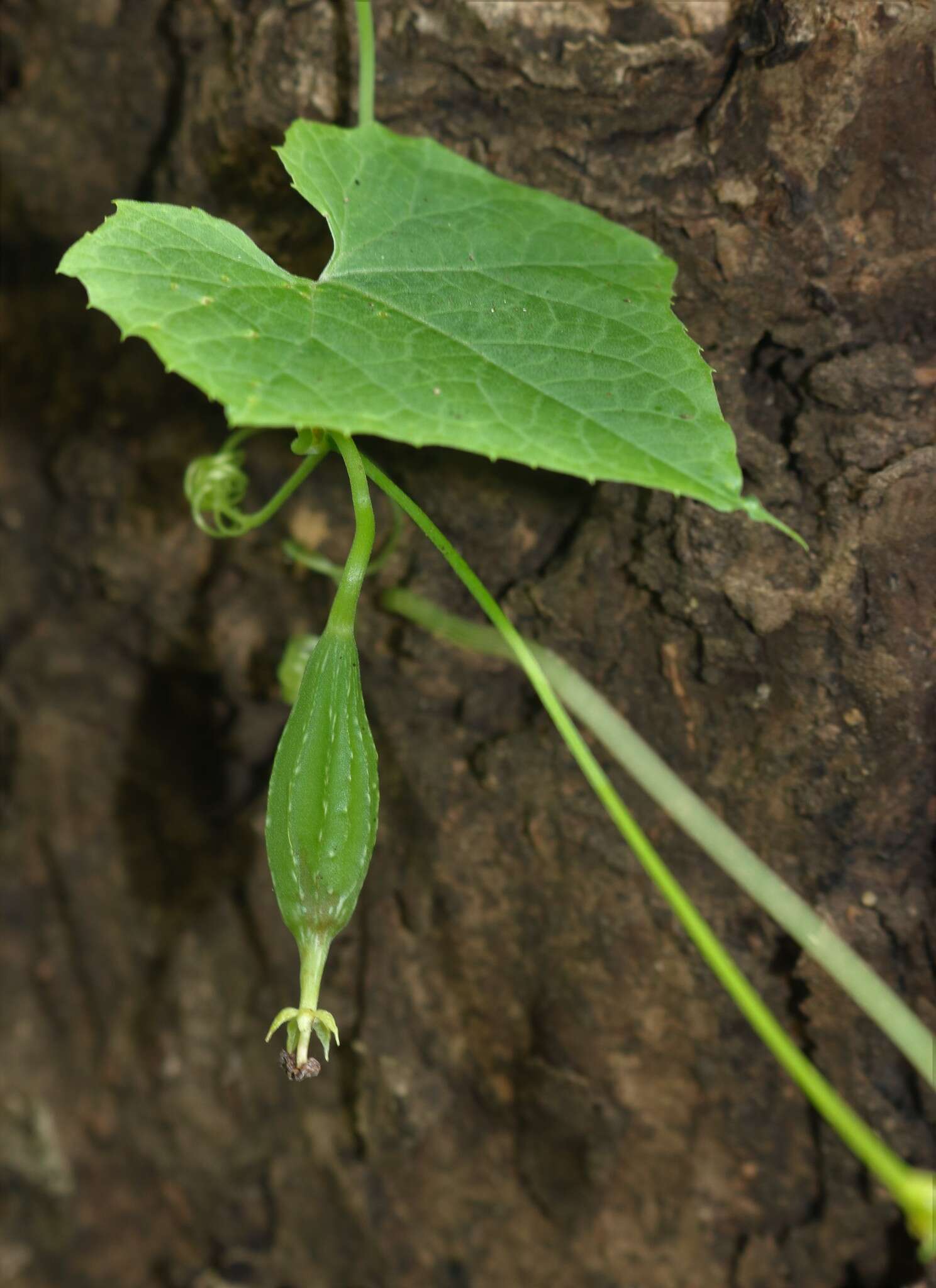 Image of sinkwa towelsponge