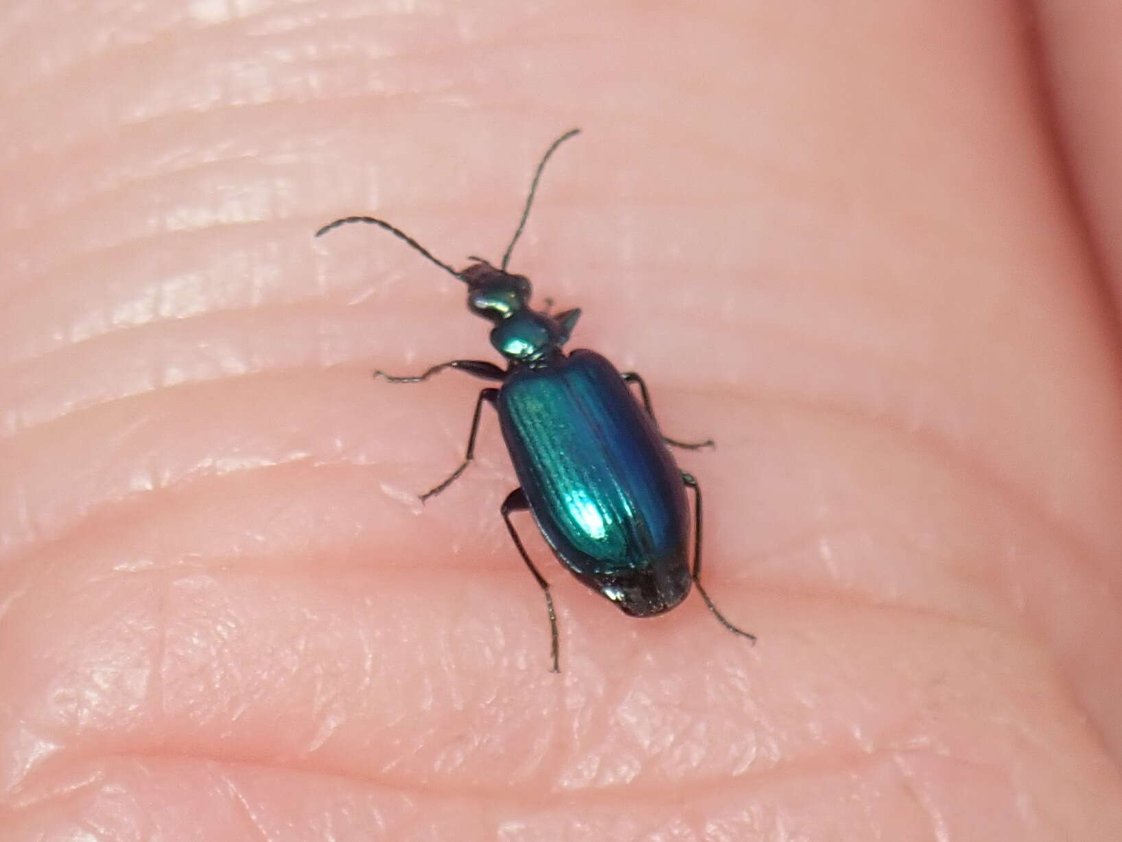 Image of Lebia (Lebia) viridis Say 1823