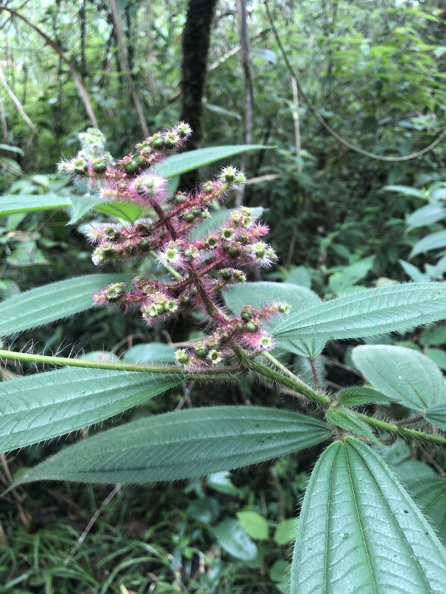 Слика од Miconia laevigata (L.) DC.