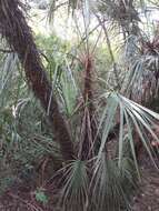 Image of Trithrinax schizophylla Drude