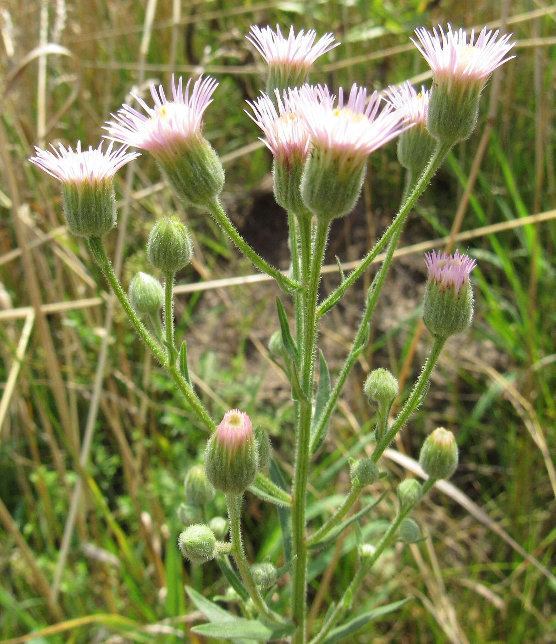 Plancia ëd Erigeron acris subsp. podolicus (Bess.) Nym.