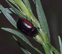 Image of Chrysolina (Chalcoidea) flavomarginata (Say 1824)