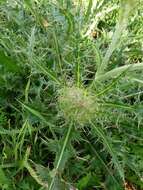 Imagem de <i>Cirsium <i>horridulum</i></i> var. horridulum