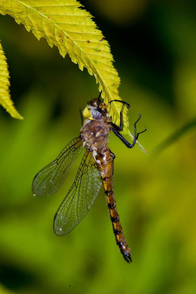 Image of Broad-tailed Shadowdragon