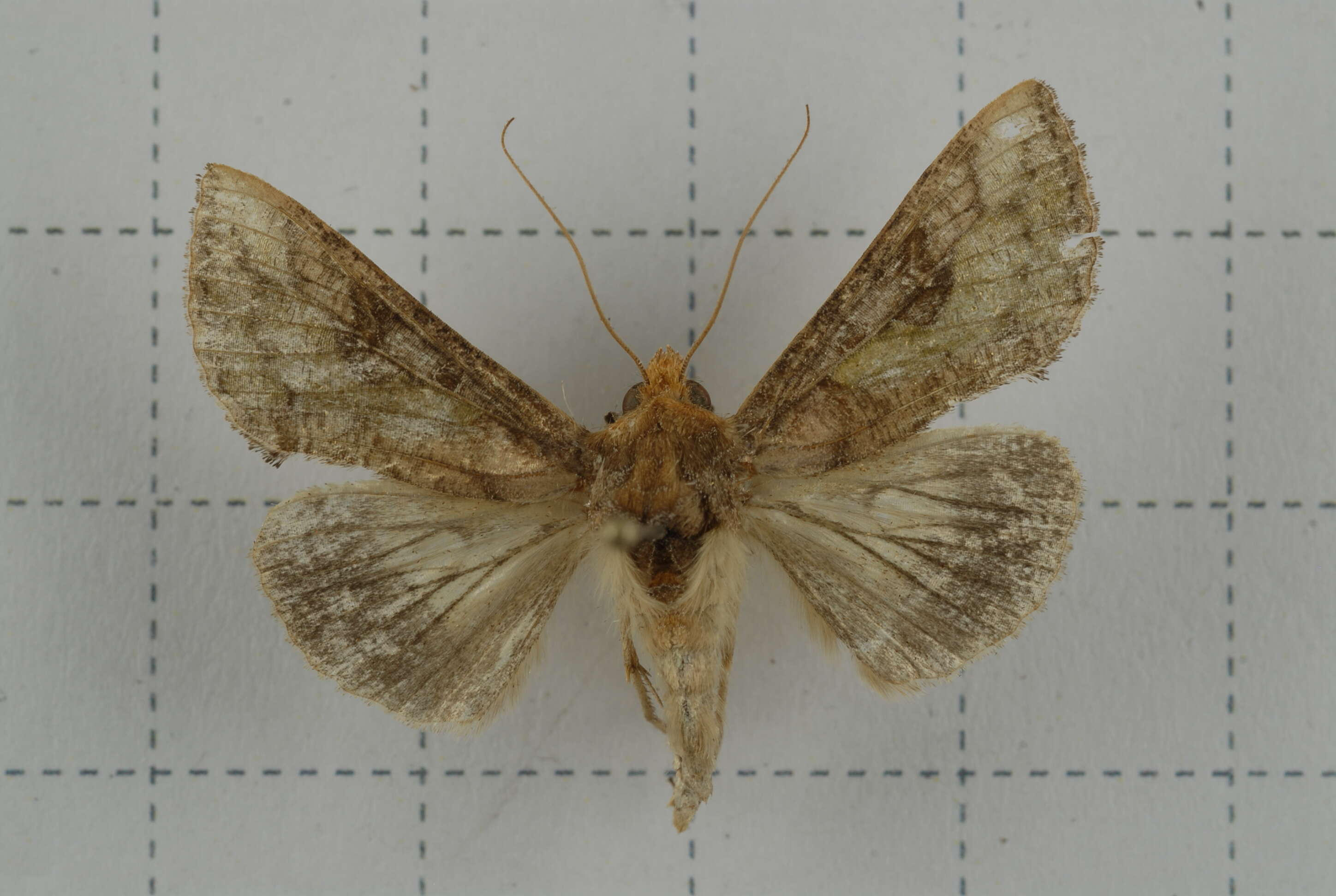 صورة Thysanoplusia orichalcea Fabricius 1775