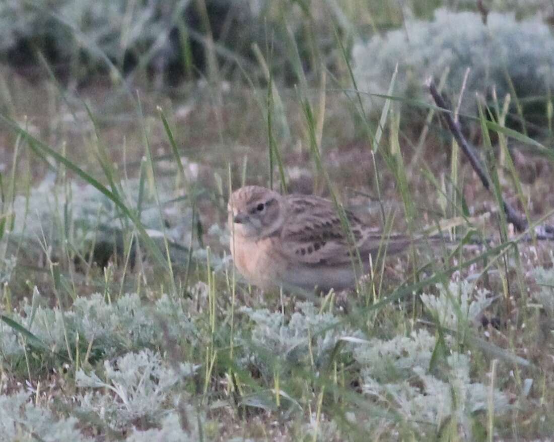 Image of Greater Short-toed Lark