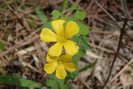 Imagem de Oxalis priceae subsp. colorea (Small) Eiten